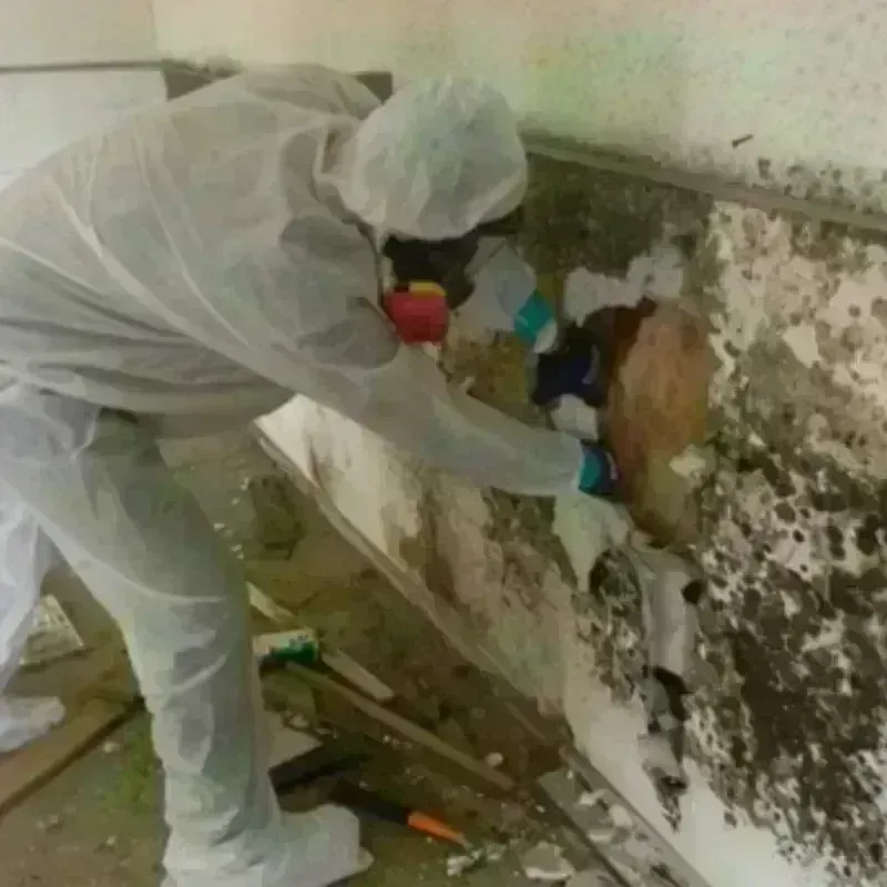 Mold Remediation and Removal in Las Flores, CA